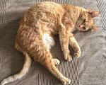Кошки в Москве: Мина ищет дом Девочка, Бесплатно - фото 3