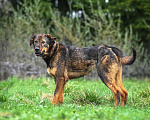 Собаки в Троицке: Ласковый здоровяк, собака-компаньон Мальчик, Бесплатно - фото 9