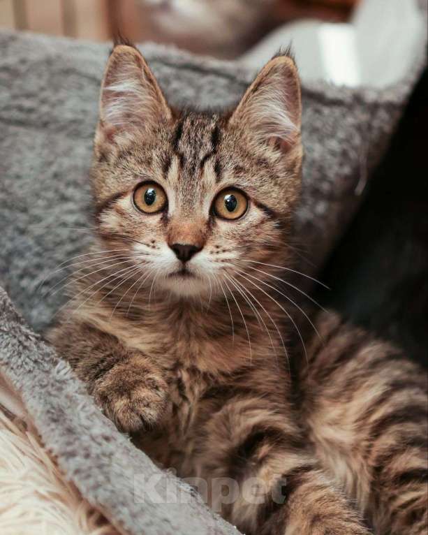 Кошки в Москве: Полосатенький котенок, которого Вы точно захотите укотовить 🤎 Мальчик, Бесплатно - фото 1