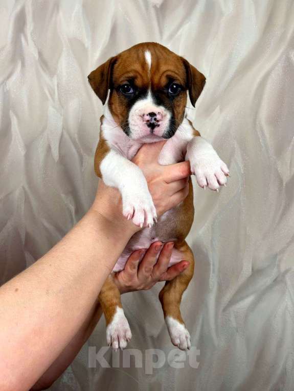 Собаки в Москве: Яркая красотка амстаффа Девочка, 80 000 руб. - фото 5