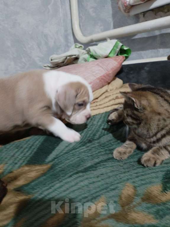 Собаки в других городах Ростовской области: AngeloNatVik FLORENCE  Девочка, 130 000 руб. - фото 3