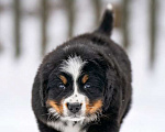 Собаки в Волоколамске: Бернский Зенненхунд, щенок сука РКФ Девочка, 120 000 руб. - фото 1