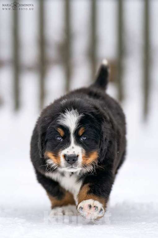 Собаки в Волоколамске: Бернский Зенненхунд, щенок сука РКФ Девочка, 120 000 руб. - фото 1