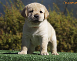 Собаки в Москве: Щенки лабрадора Мальчик, 55 000 руб. - фото 1