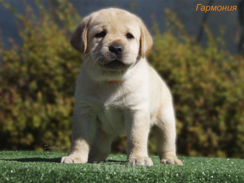 Собаки в Москве: Щенки лабрадора Мальчик, 55 000 руб. - фото 1