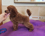 Собаки в Керчи: Пудель карликовый Мальчик, 50 000 руб. - фото 1