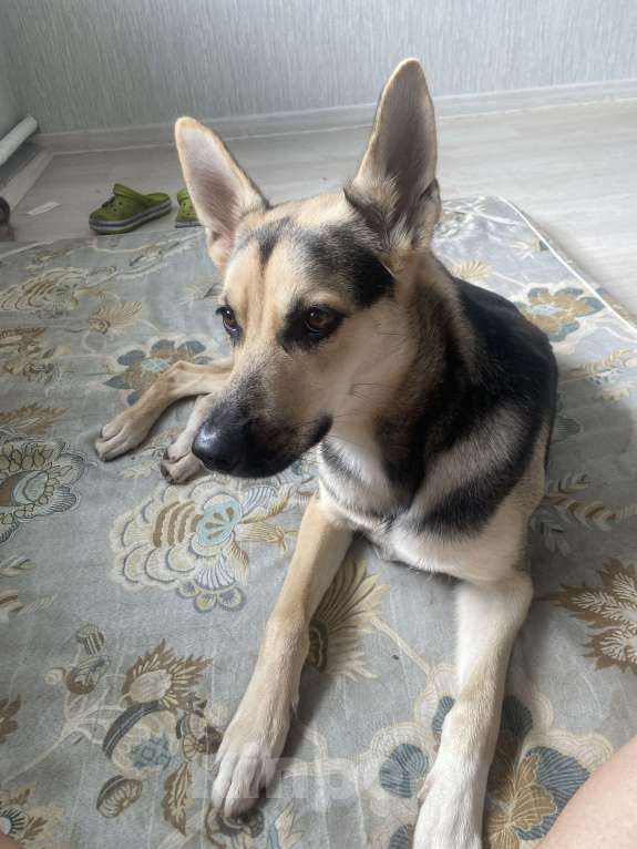 Собаки в Ореховом-Зуево: Отдам в добрые руки  Девочка, Бесплатно - фото 2