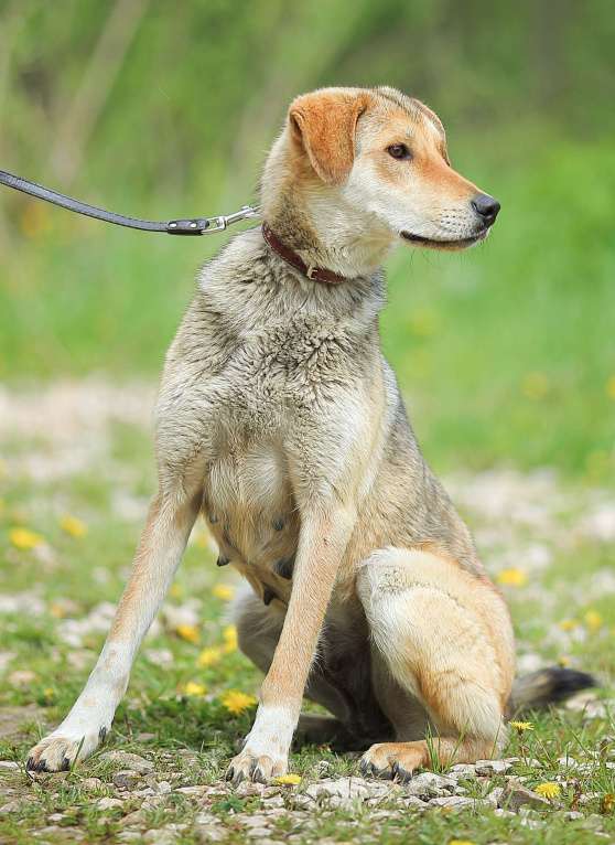 Собаки в Москве: Скромная и нежная, метис гончей Девочка, Бесплатно - фото 4