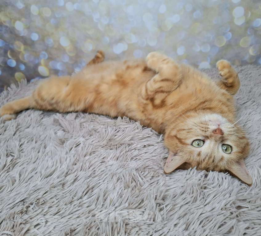 Кошки в Москве: Сания будет на выставке-пристройстве в Москве Девочка, Бесплатно - фото 3