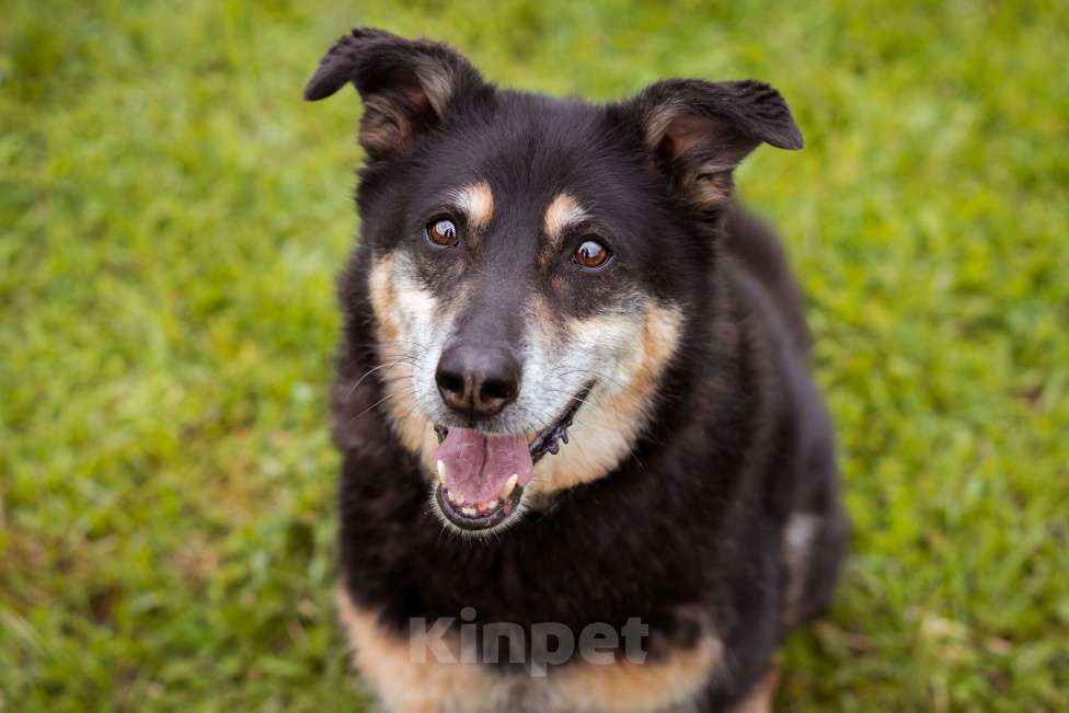 Собаки в Москве: Собака из приюта ищет дом Мальчик, Бесплатно - фото 3