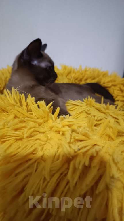 Кошки в Ростове-на-Дону: Кошечка европейской Бурмы  Девочка, 65 000 руб. - фото 3