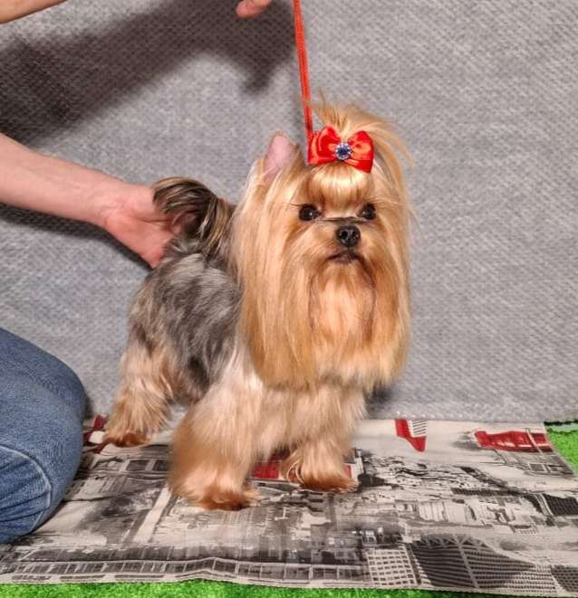 Собаки в Королеве: Йорк девочка Девочка, 7 000 руб. - фото 4