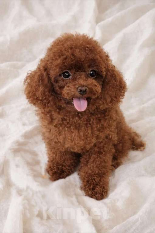 Собаки в Воронеже: Той-пудель, девочка Девочка, Бесплатно - фото 2