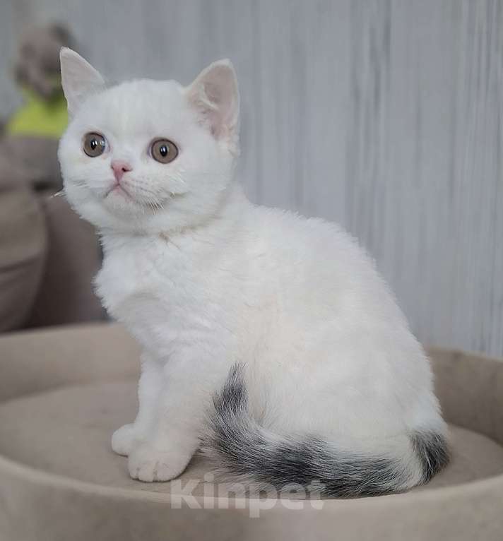 Кошки в Ярославле: Шотландский короткошерстный мальчик Мальчик, 25 000 руб. - фото 4