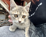 Кошки в Минеральном Воде: Котенок в добрые руки Девочка, Бесплатно - фото 1