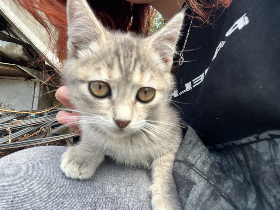 Кошки в Минеральном Воде: Котенок в добрые руки Девочка, Бесплатно - фото 1
