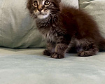 Кошки в Иркутске: Котенок мейн-кун Мальчик, 45 000 руб. - фото 5