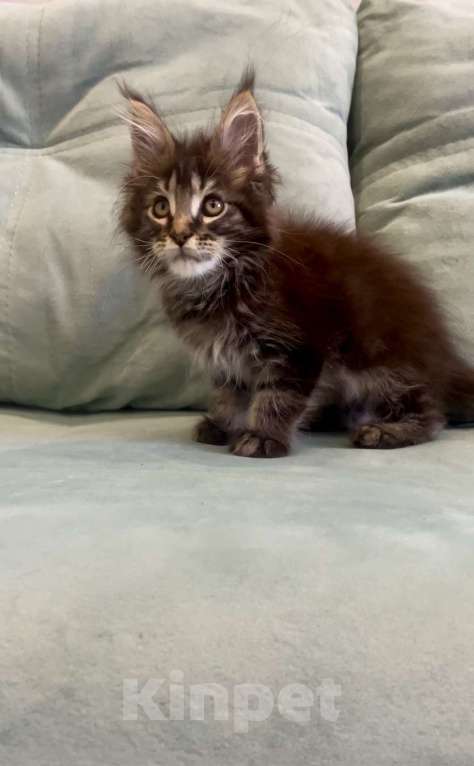 Кошки в Иркутске: Котенок мейн-кун Мальчик, 45 000 руб. - фото 5