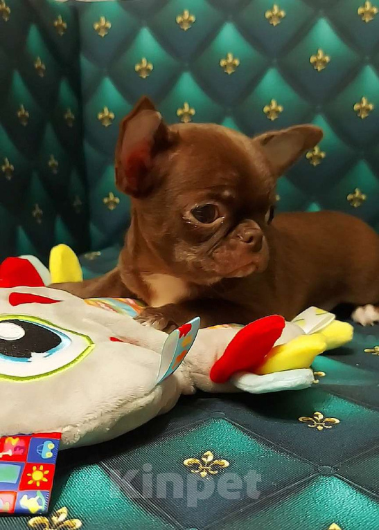 Собаки в Новосибирске: Мальчик Чихуахуа  Мальчик, Бесплатно - фото 2