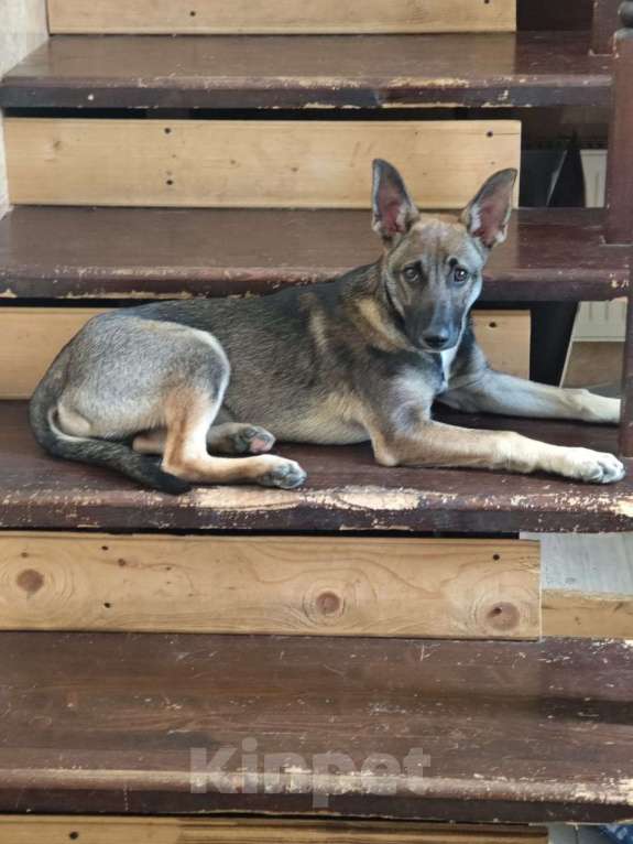 Собаки в Красногорске: Дружелюбный щенок Герда 4 месяца в добрые руки  Девочка, Бесплатно - фото 2