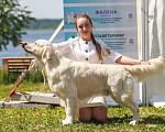 Собаки в Белгороде: Щенки золотистого ретривера Девочка, Бесплатно - фото 9