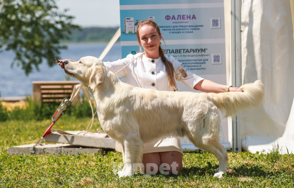 Собаки в Белгороде: Щенки золотистого ретривера Девочка, Бесплатно - фото 9