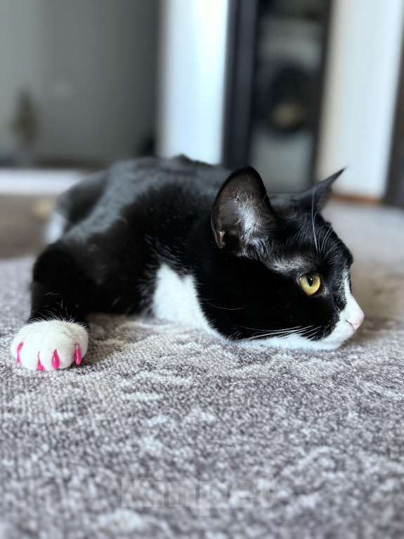 Кошки в Пушкино: отдадим кошечку в добрые руки Девочка, Бесплатно - фото 1