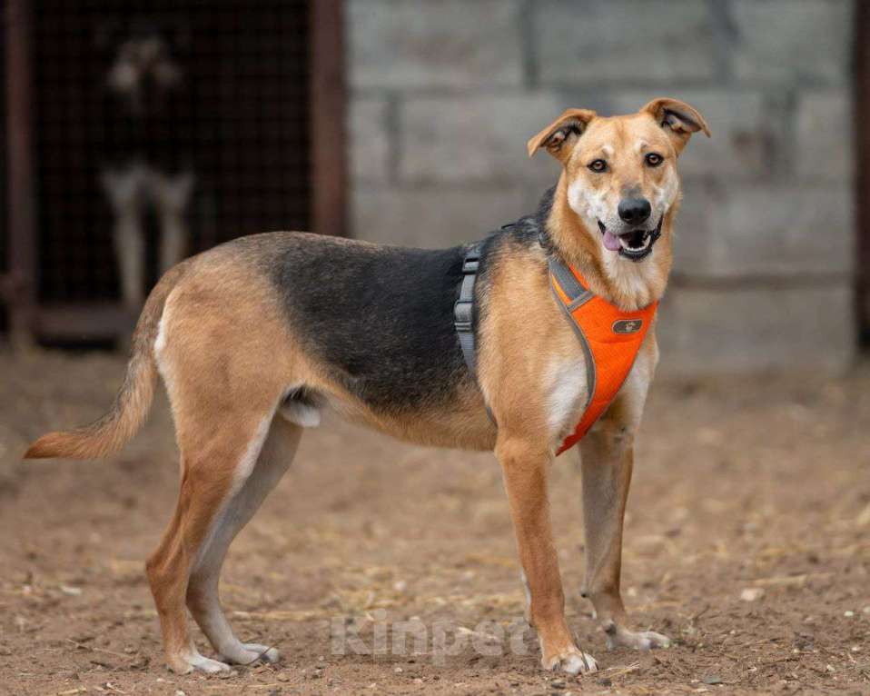 Собаки в Москве: Роналдо ищет свой дом  Мальчик, Бесплатно - фото 2