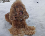Собаки в Ржеве: Красотка Девочка, 40 000 руб. - фото 6