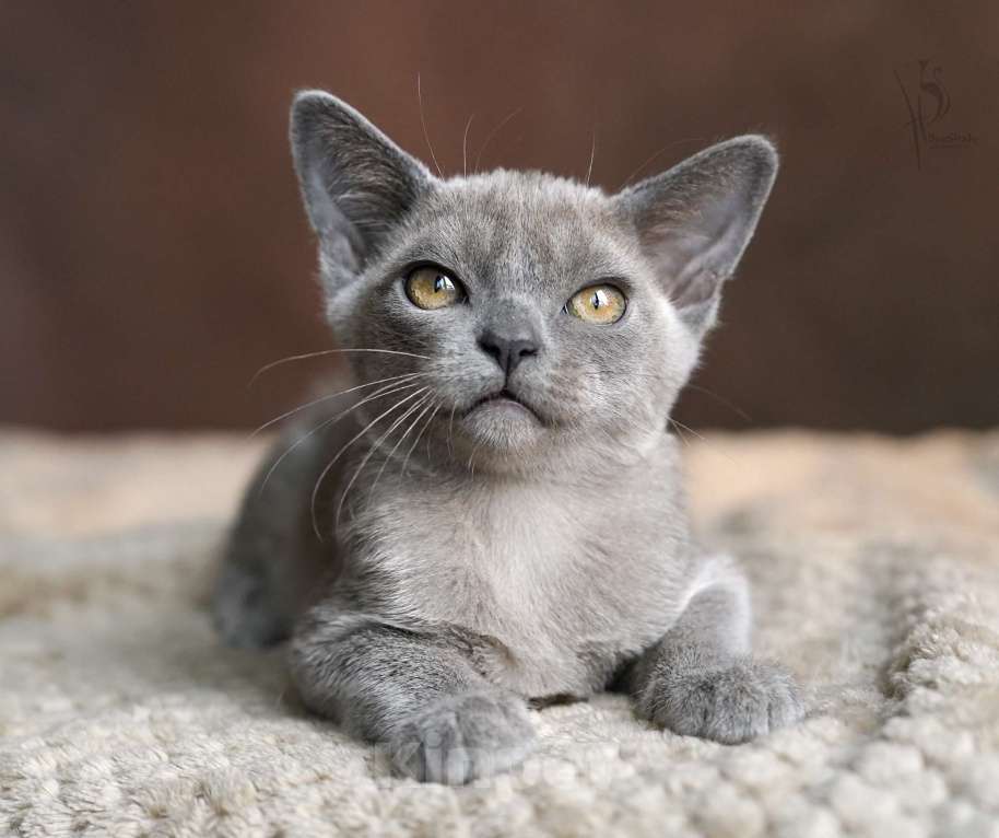Кошки в Нижнем Новгороде: Европейская Бурма голубая Девочка Девочка, 80 000 руб. - фото 3
