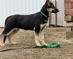 Собаки в других городах Краснодарского края: Щенок Восточноевропейской овчарки Девочка, 60 000 руб. - фото 2