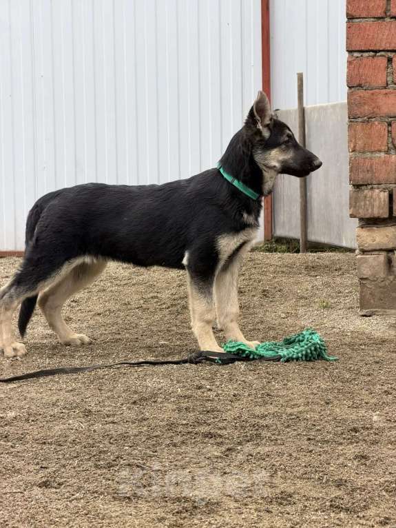 Собаки в других городах Краснодарского края: Щенок Восточноевропейской овчарки Девочка, 60 000 руб. - фото 2