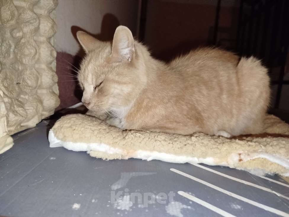 Кошки в Санкт-Петербурге: Кот или кошечка, рыжее животное Девочка, Бесплатно - фото 2