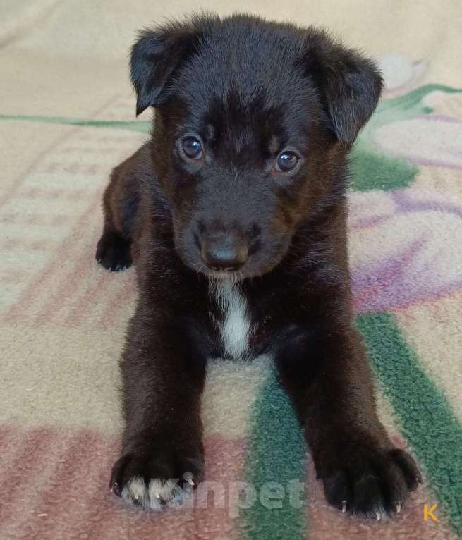 Собаки в других городах Краснодарского края: Продам щенков немецкой овчарки Мальчик, 17 000 руб. - фото 1