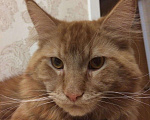 Кошки в Истре: Вязка Мейн-кун, 2 500 руб. - фото 1