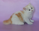 Кошки в Самаре: кот Нельсон, 10 000 руб. - фото 7
