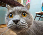 Кошки в Наро-Фоминске: Вязка, Шотландский кот, 2 600 руб. - фото 1
