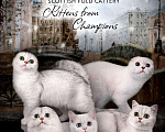 Кошки в Кудымкаре: Шотландские вислоухие котята, 20 000 руб. - фото 2