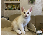 Кошки в Волгограде: Курильский бобтейл котенок Мальчик, 30 000 руб. - фото 1