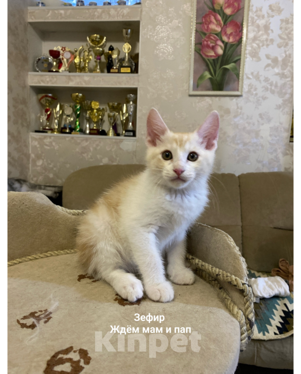 Кошки в Волгограде: Курильский бобтейл котенок Мальчик, 30 000 руб. - фото 1