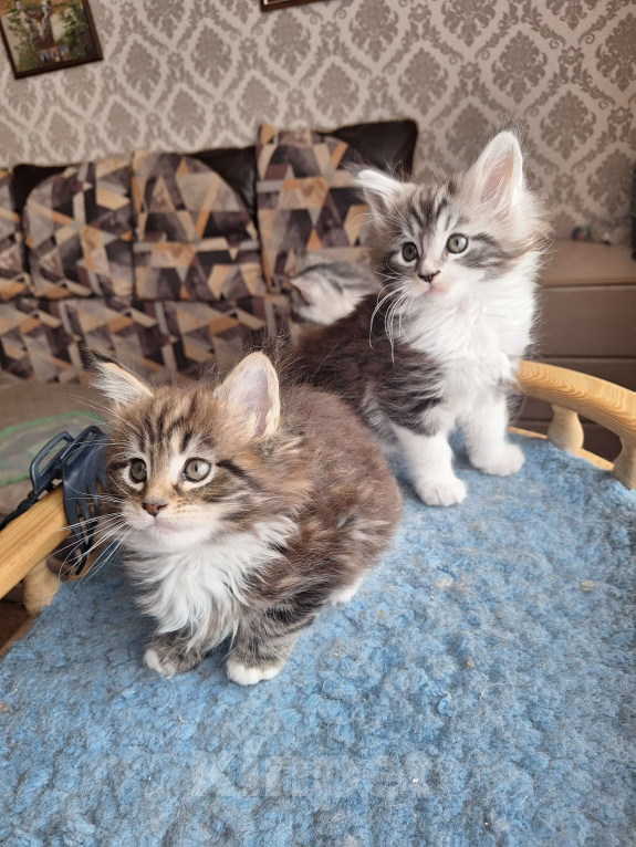 Кошки в Москве: Котята мейн кун Мальчик, 30 000 руб. - фото 4