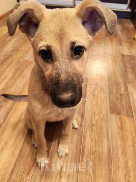 Собаки в Липецке: Люся, щенок, который очень хочет быть чьей-то Девочка, 10 руб. - фото 4