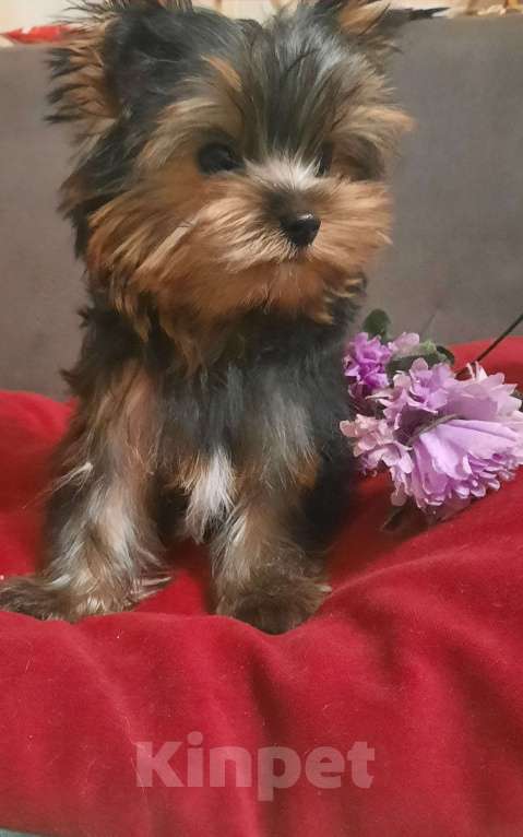 Собаки в Набережных Челнах: Леон,йоркширский терьер Мальчик, 35 000 руб. - фото 4