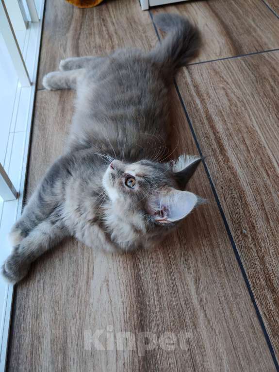 Кошки в Мурином: Девочка мейн-кун Девочка, Бесплатно - фото 4