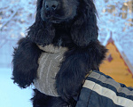 Собаки в Зеленограде: Английский кокер спаниеля щенок Мальчик, 40 000 руб. - фото 2