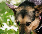 Собаки в Москве: Умнейшая собака Мира в добрые руки Девочка, Бесплатно - фото 4