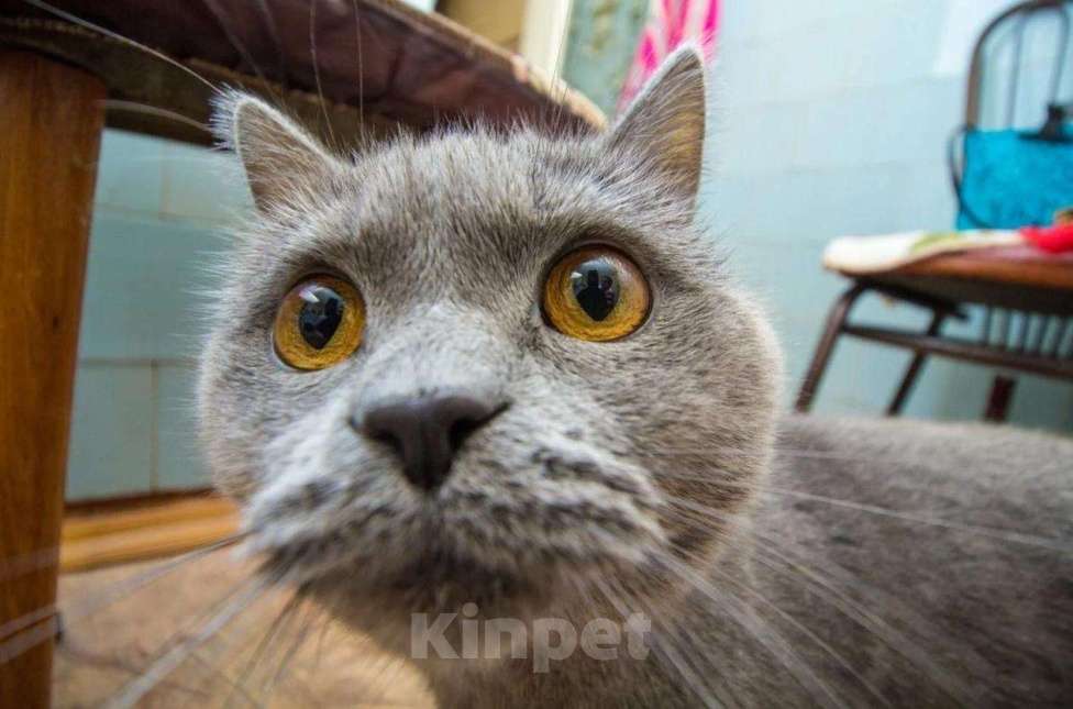 Кошки в Наро-Фоминске: Вязка, Шотландский кот, 2 600 руб. - фото 1