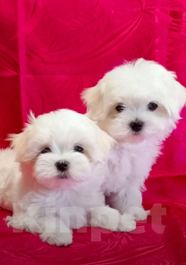 Собаки в Березниках: Щенки мальтезе Девочка, Бесплатно - фото 3