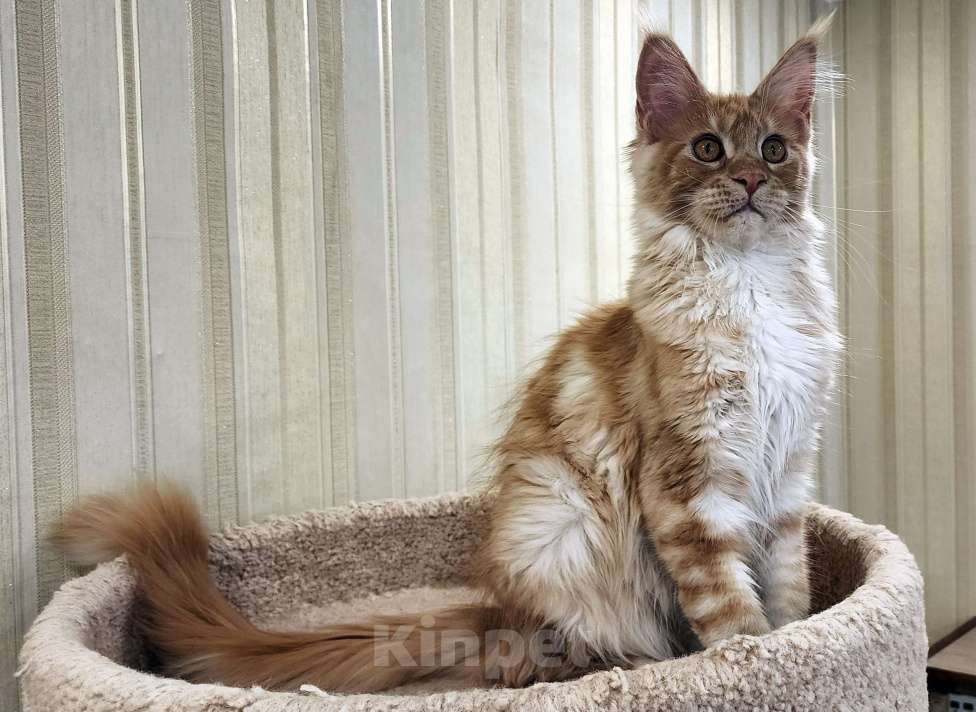 Кошки в Санкт-Петербурге: Серебристая мурчалка из питомника Fiery Friend Девочка, 30 000 руб. - фото 3