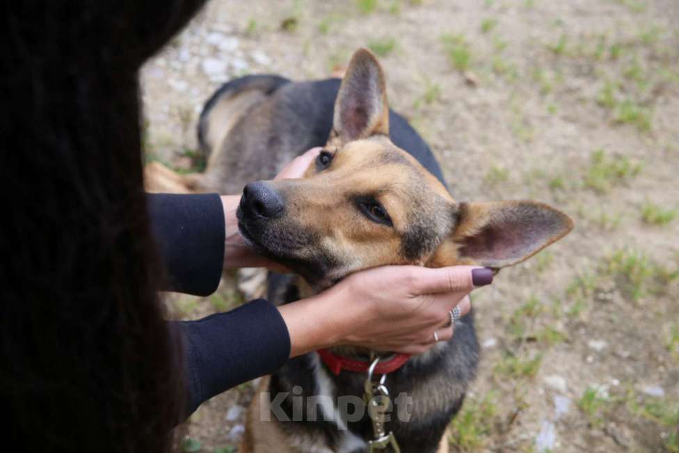 Собаки в Москве: Тиша Девочка, Бесплатно - фото 12